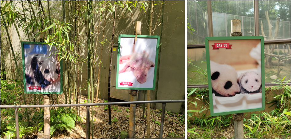 푸바오 탄생부터 50일