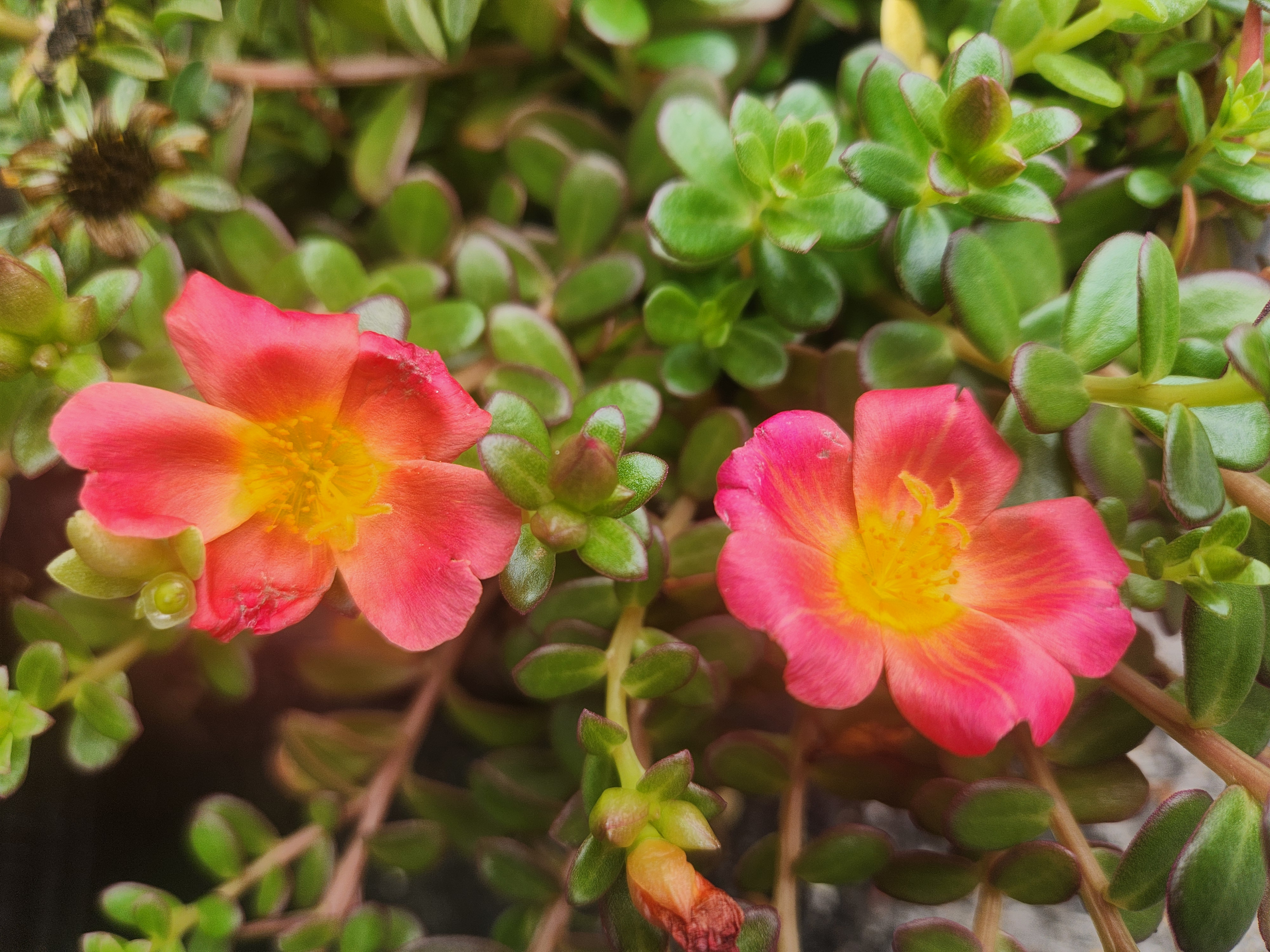 여름철 햇빛에서 활짝 핀 채송화