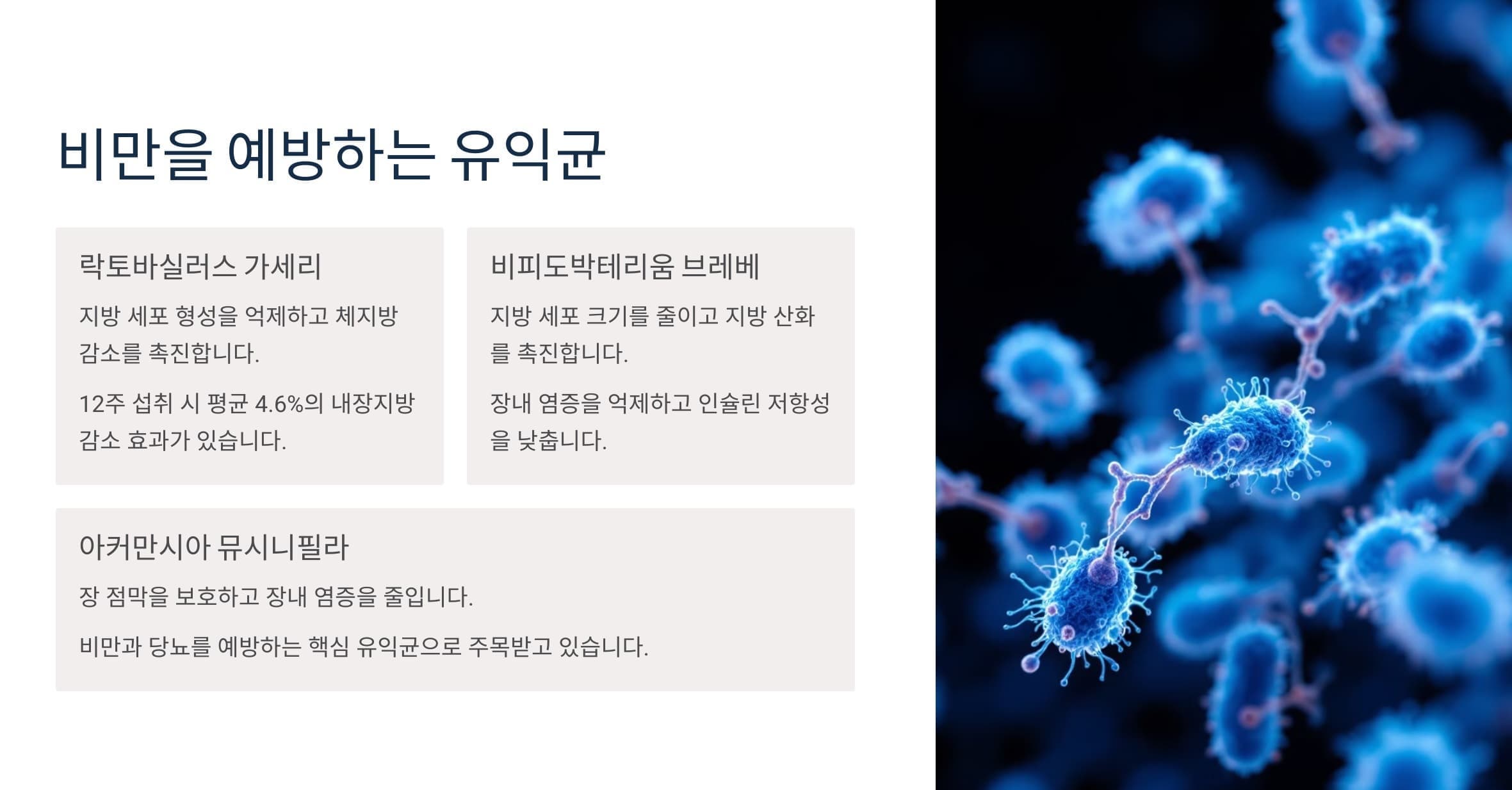 비만을 예방하는 유익균의 종류와 효과에 대한 연구결과를 설명하는 그래픽