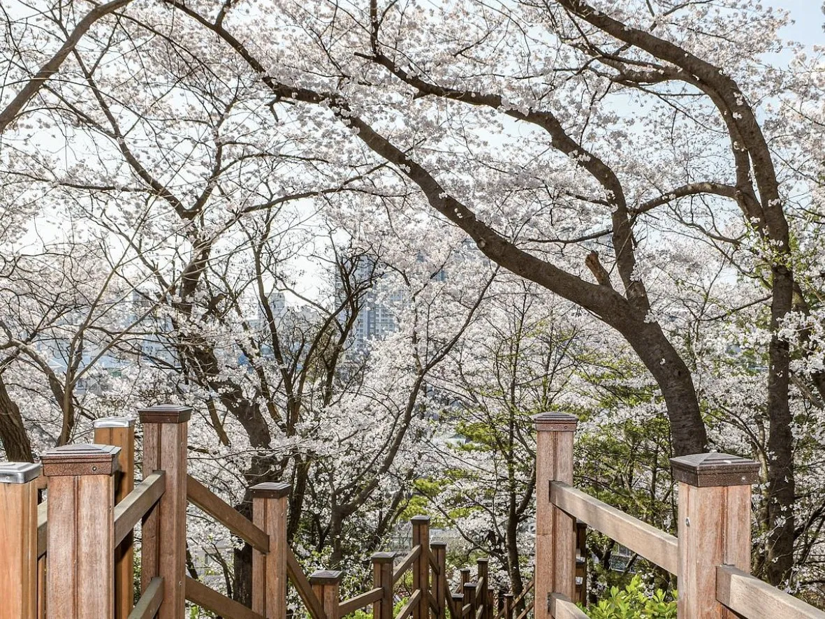 계단으로된-데크-위를-활짝핀-벚꽃이-뒤덮고-있다.