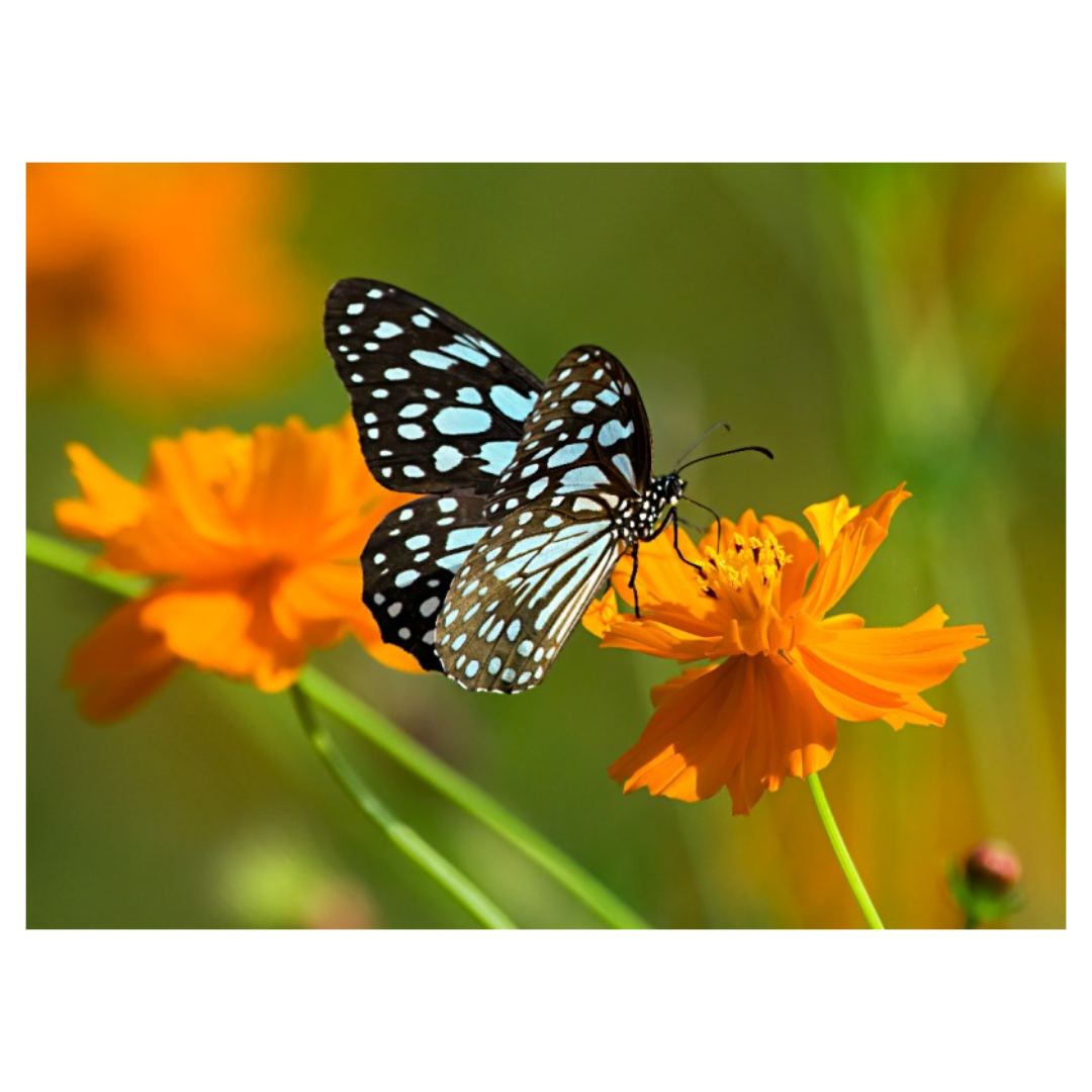 맥문동과 관련된 사진입니다.