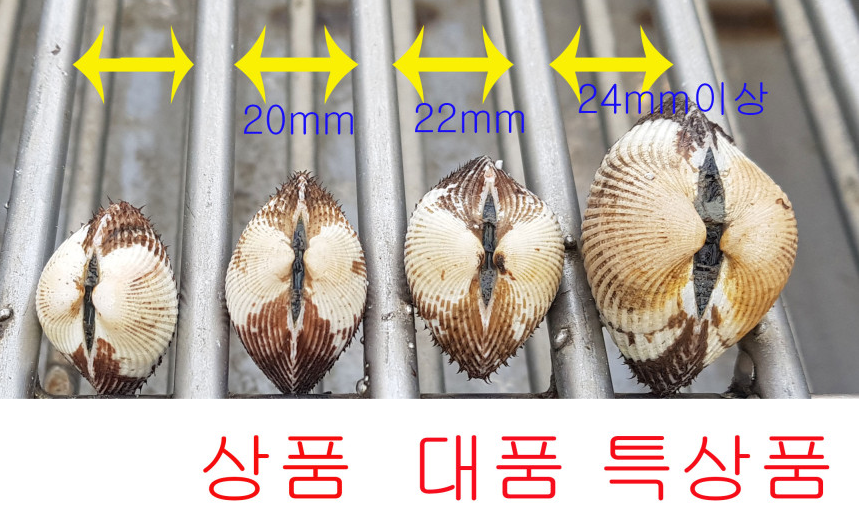 생방송투데이 꼬막 전남 보성 벌교꼬막