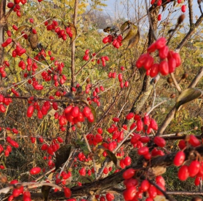 산수유 나무에 피어 있는 산수유 열매 사진입니다.