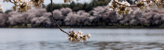 2025 진해 군항제 일정 및 벚꽃 축제