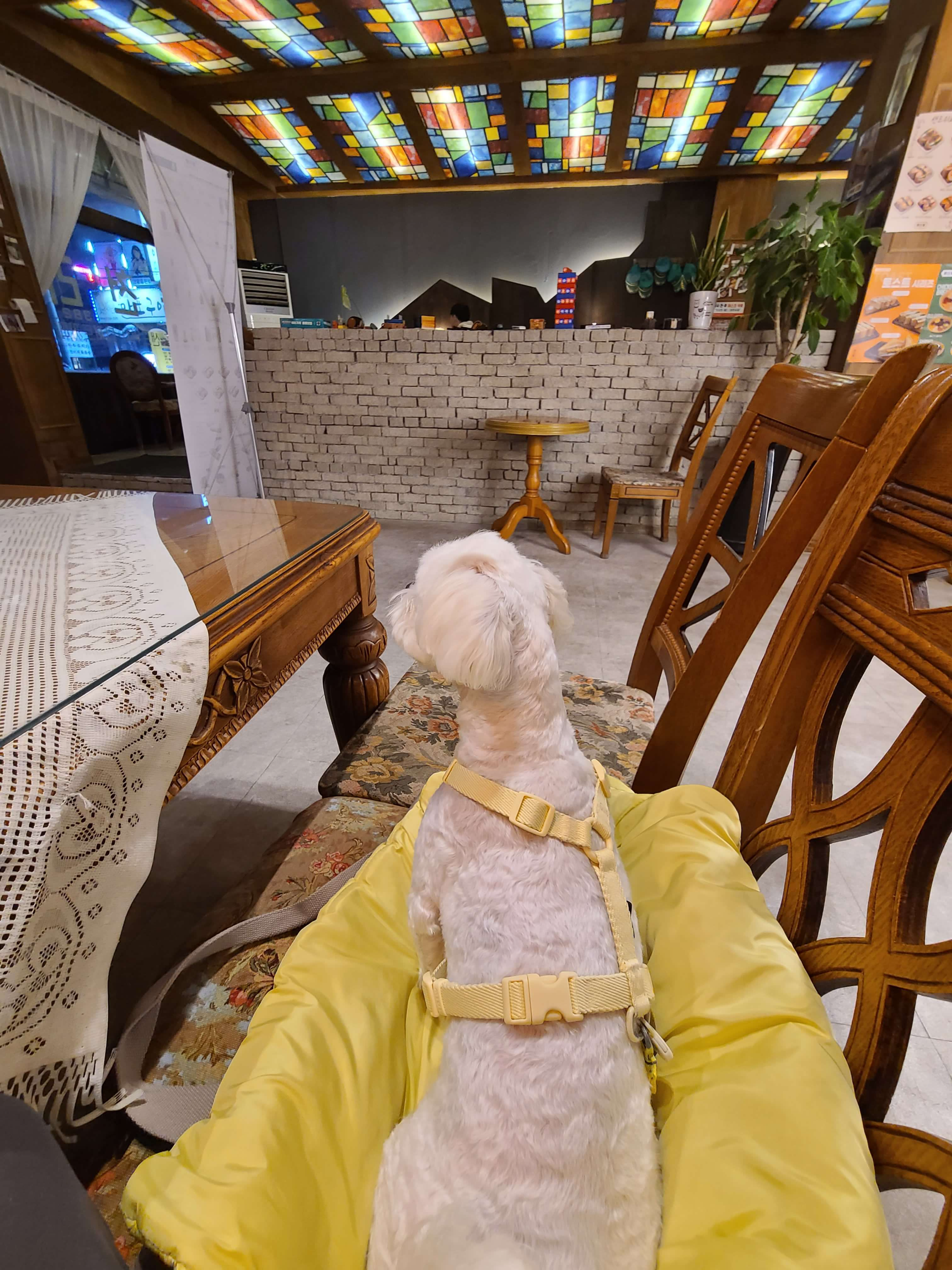 수원 애견동반카페