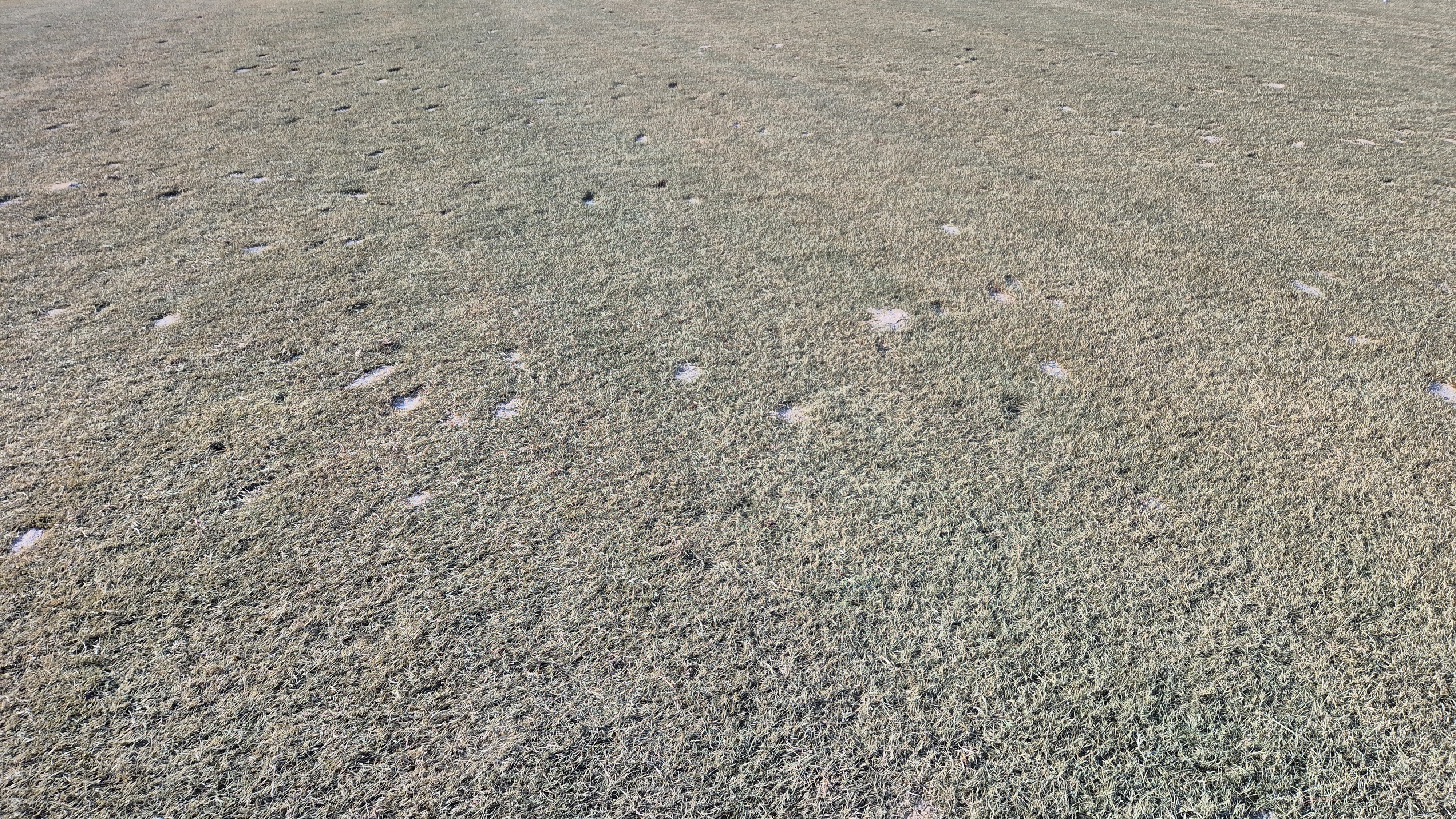 더크로스비gc 아리아-샬롯 코스 관리상태