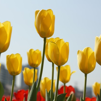 태안 튤립축제 2025 일정&amp;#44; 