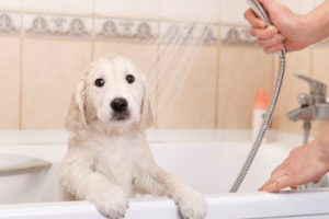 목욕하는 강아지 모습