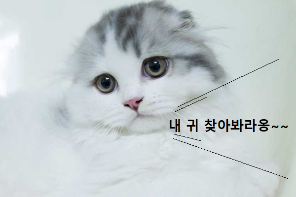 스코티시 폴드 고양이 이미지 - 1