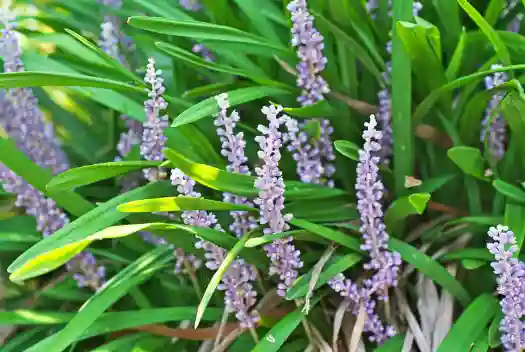 맥문동 효능 및 부작용