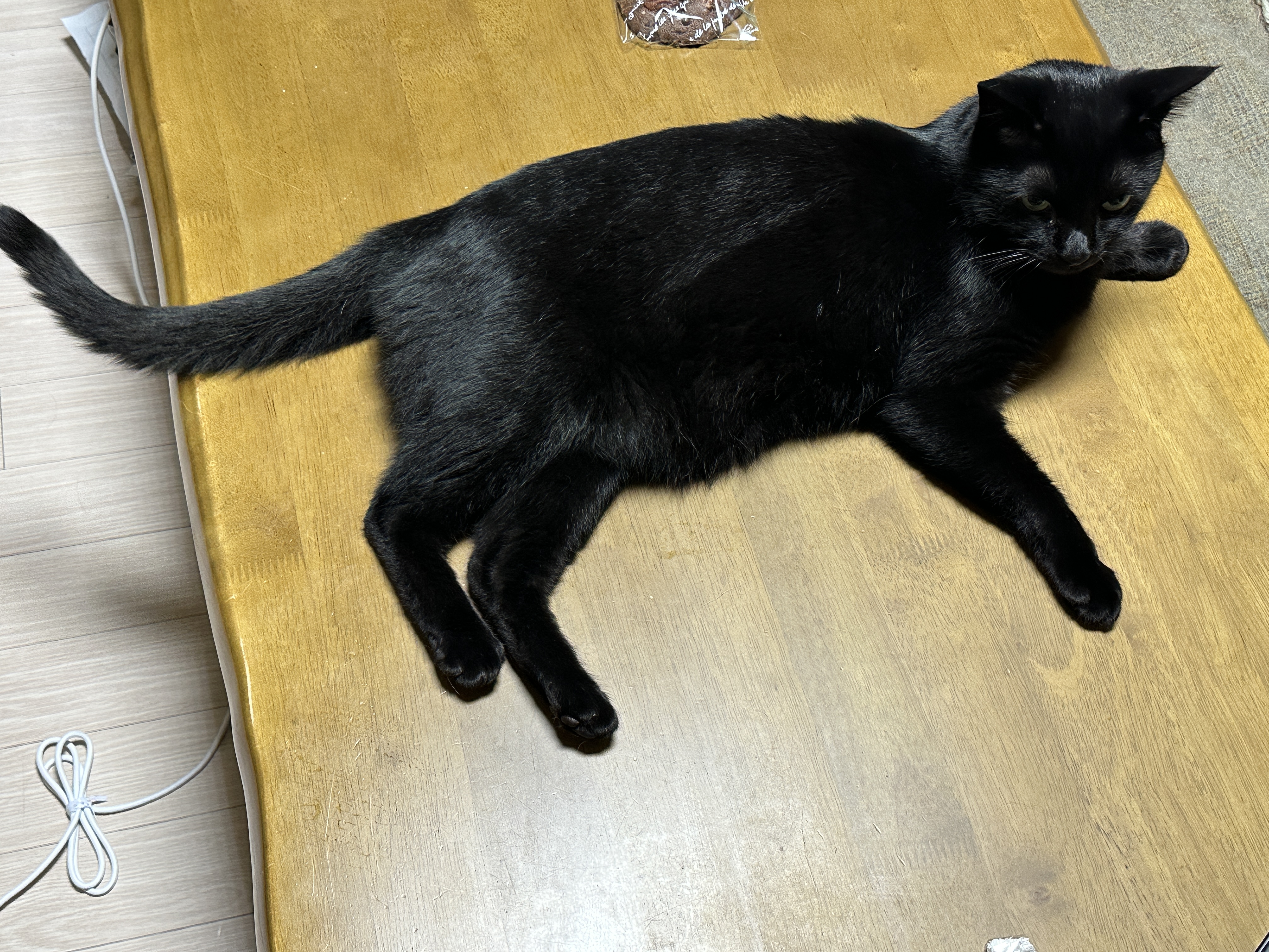 사냥놀이_후_테이블_위에서_쉬고있는_올블랙고양이_건이