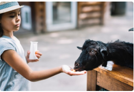 흑염소 효능 부작용 효과적인 복용법