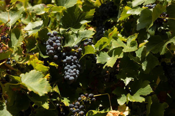 ์คํ์ธ ๊ฐ๋ฅด๋์ฐจ(Garnacha) ํฌ๋