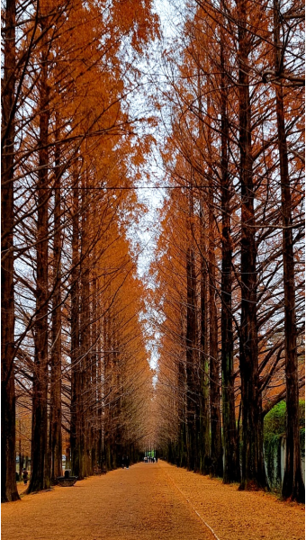 담양 메타세쿼이아길