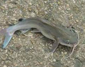 가시메기의 고단백 저지방