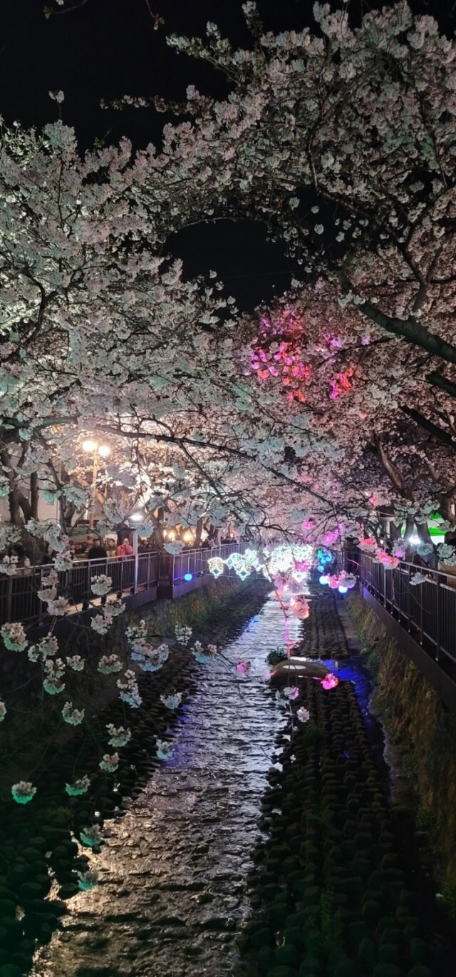 2024년 벚꽃 개화시기/ 지역별 명소