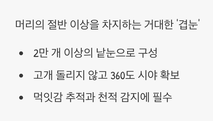 360도를 보는 놀라운 눈