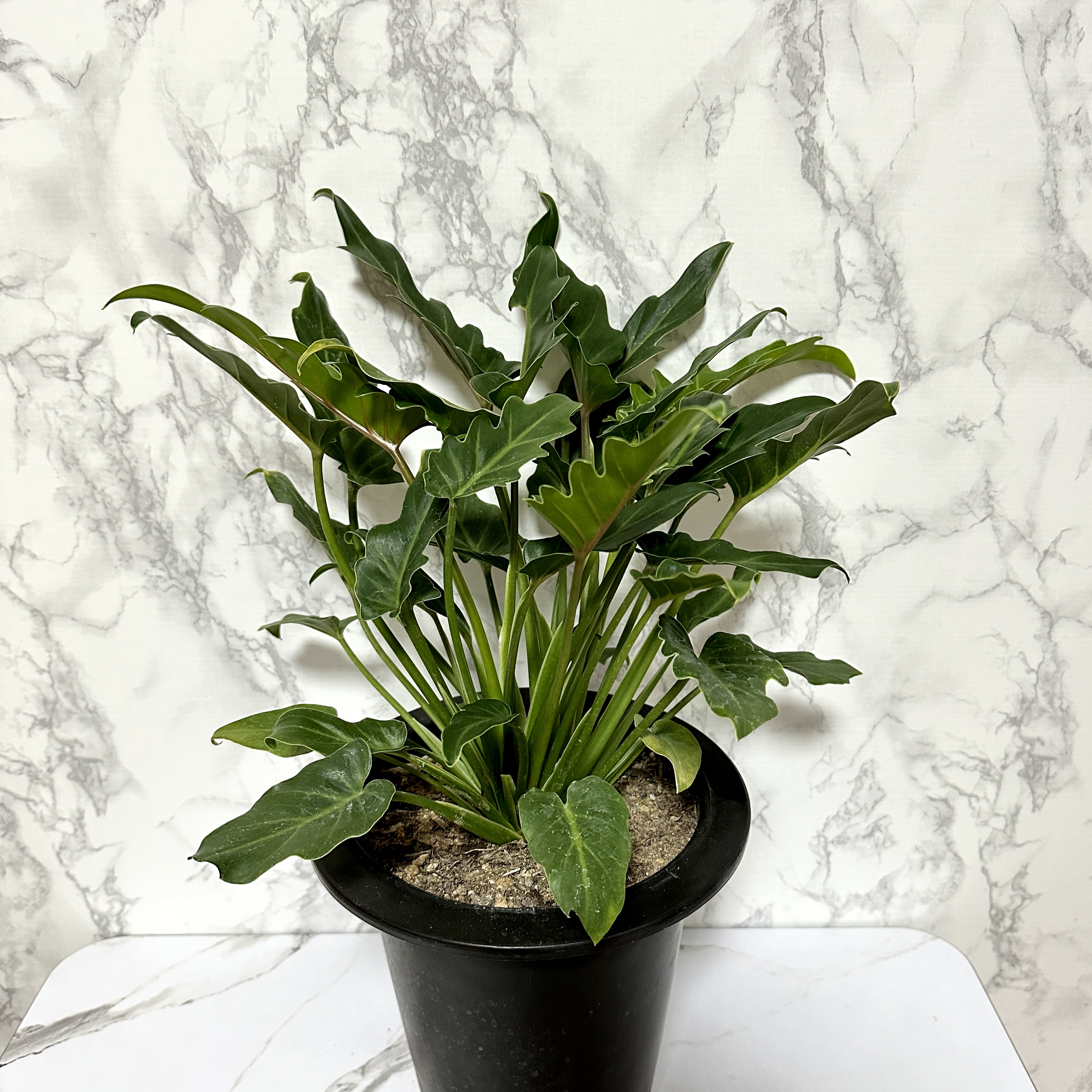 인테리어 식물 셀렘 키우기 공기정화식물