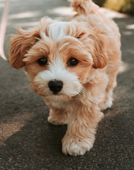 강아지가 삶은 순대나 간을 먹어도 될까? (배달 족발)