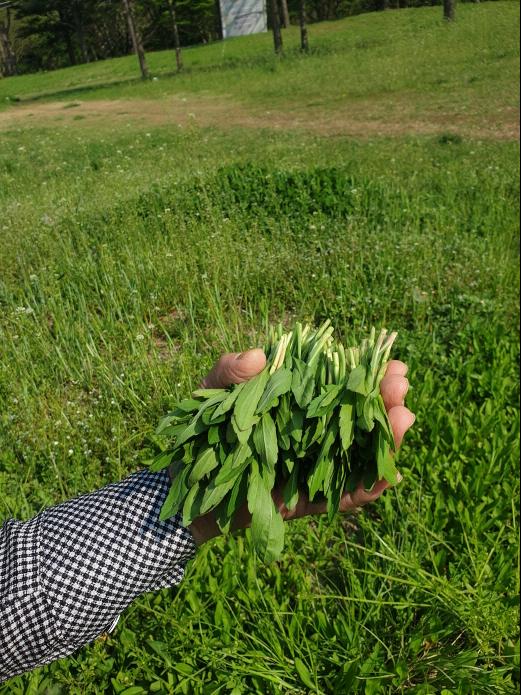 Yomena leaves in hand – 항염과 위 건강에 좋은 쑥부쟁이 나물 효능