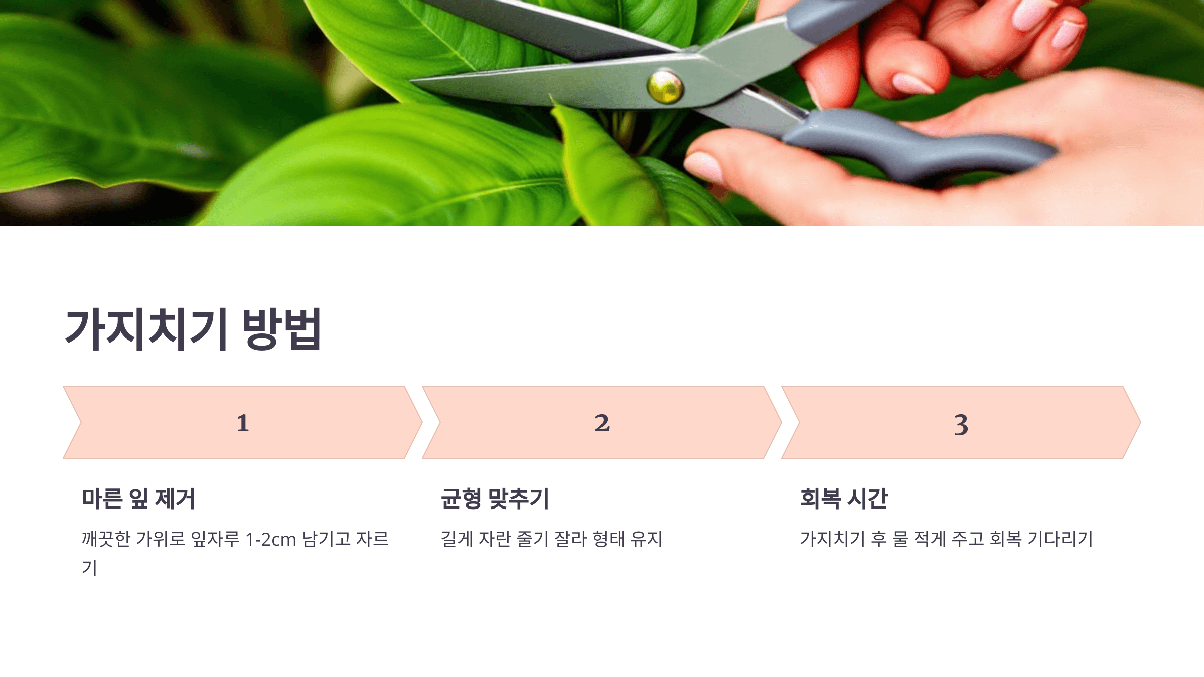 여인초 사진입니다.