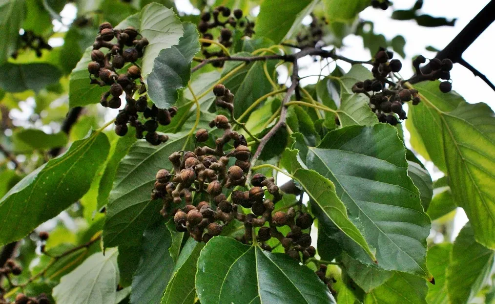 헛개나무 열매 수확시기와 관련한 농업 재배법_2