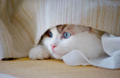 반려동물의 진화학