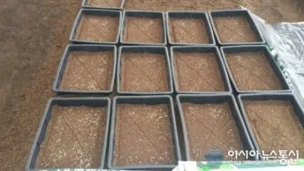 달래 재배 분구 나누기 화분 키우기 향 유지_12