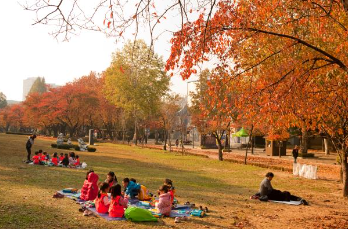 어린이대공원단풍