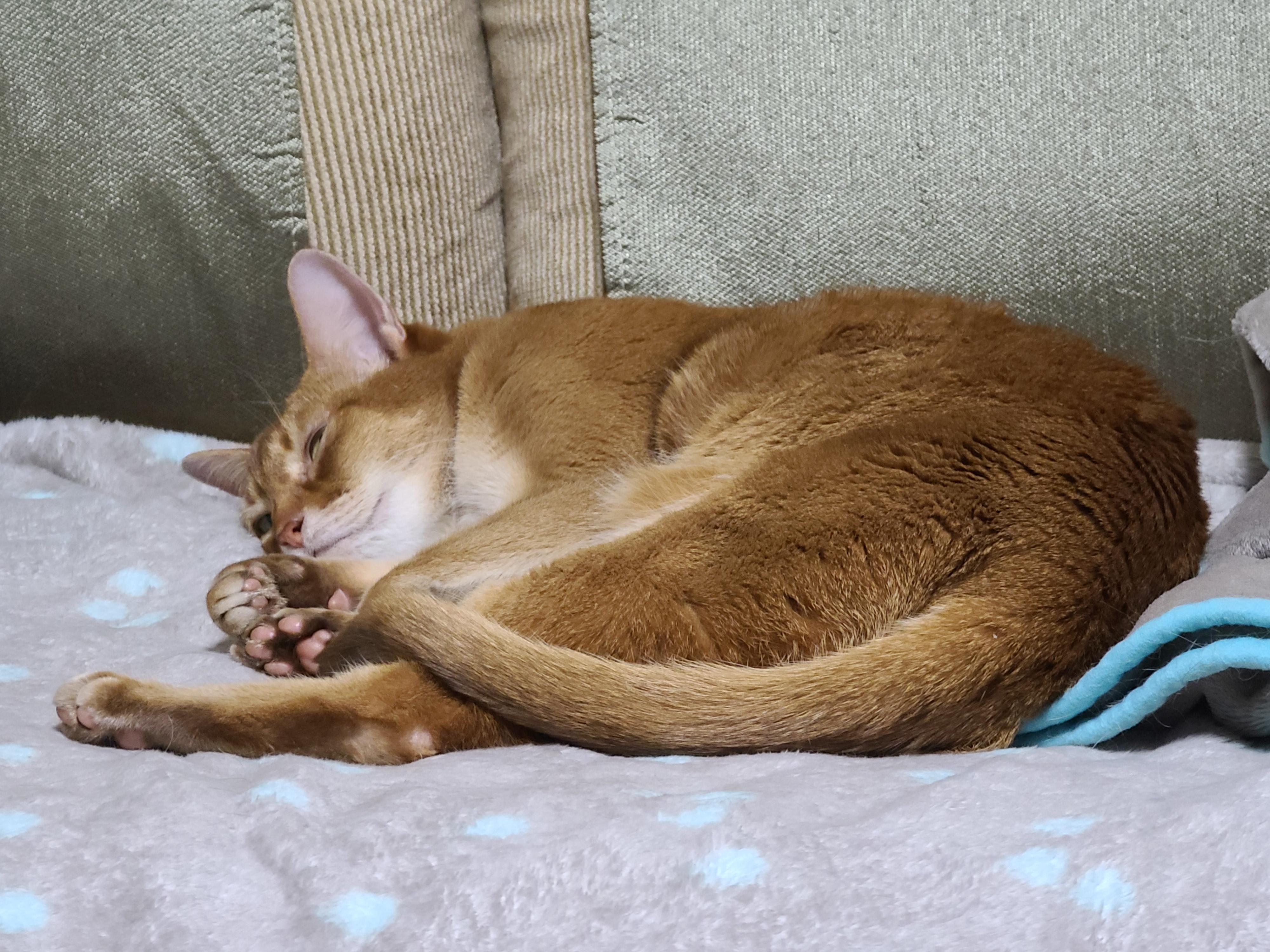 전기장판의 효과. 서로 데면데면한 고양이들에게 전기장판을 선물하세요.