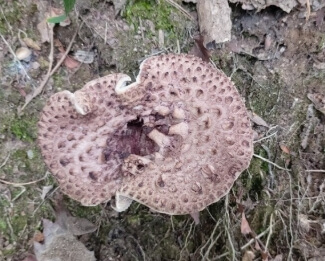 능이버섯 채취시기 총정리