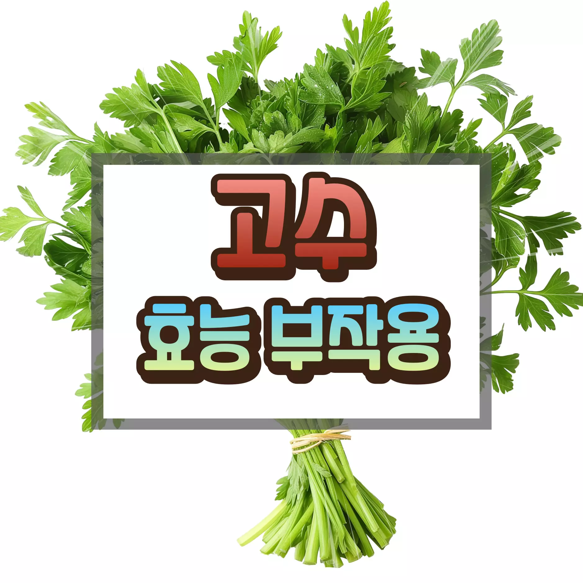 고수 효능 부작용