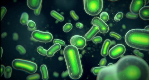 구강 유산균 복용방법 및 제품 추천 