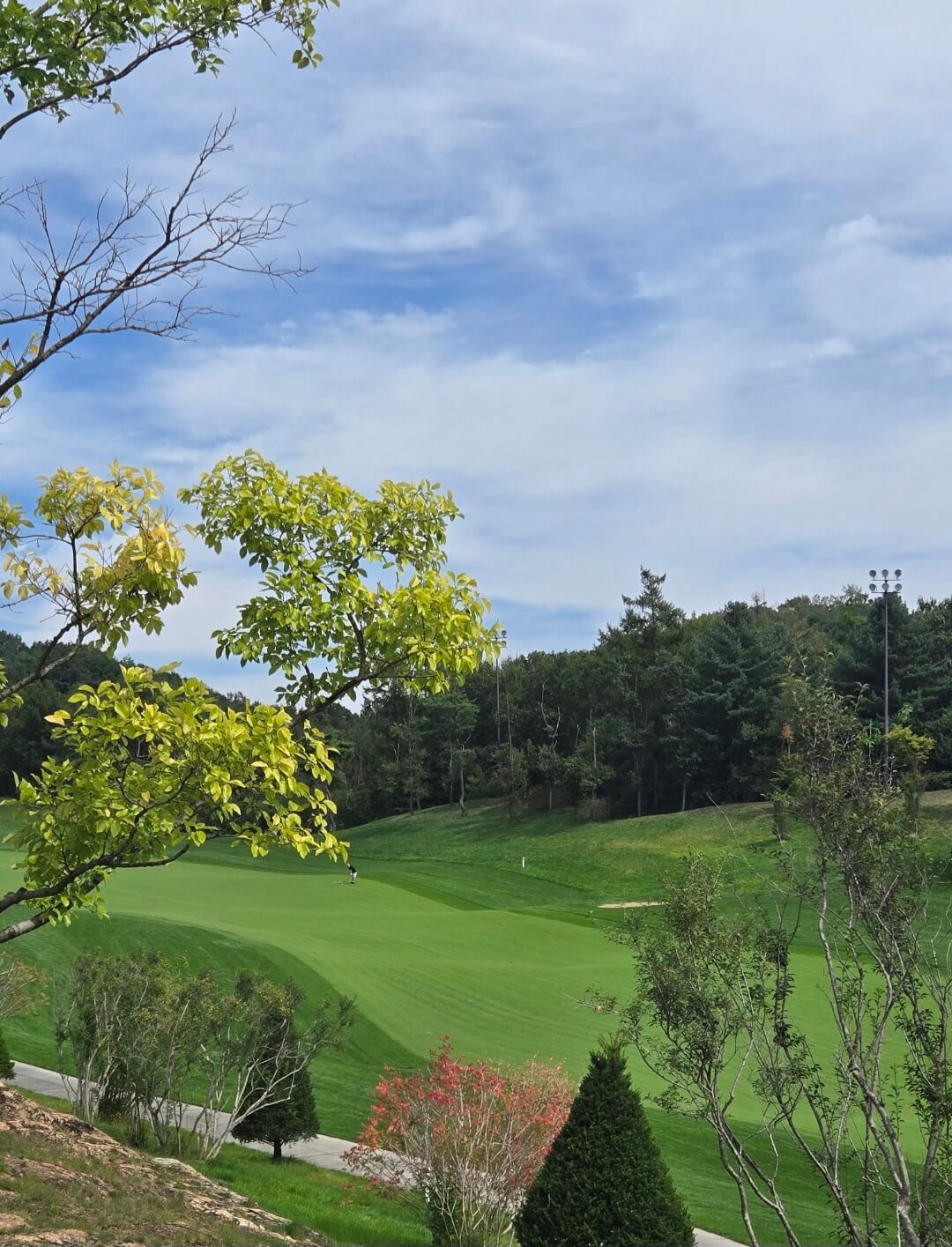 흠잡을데 없는 잔디