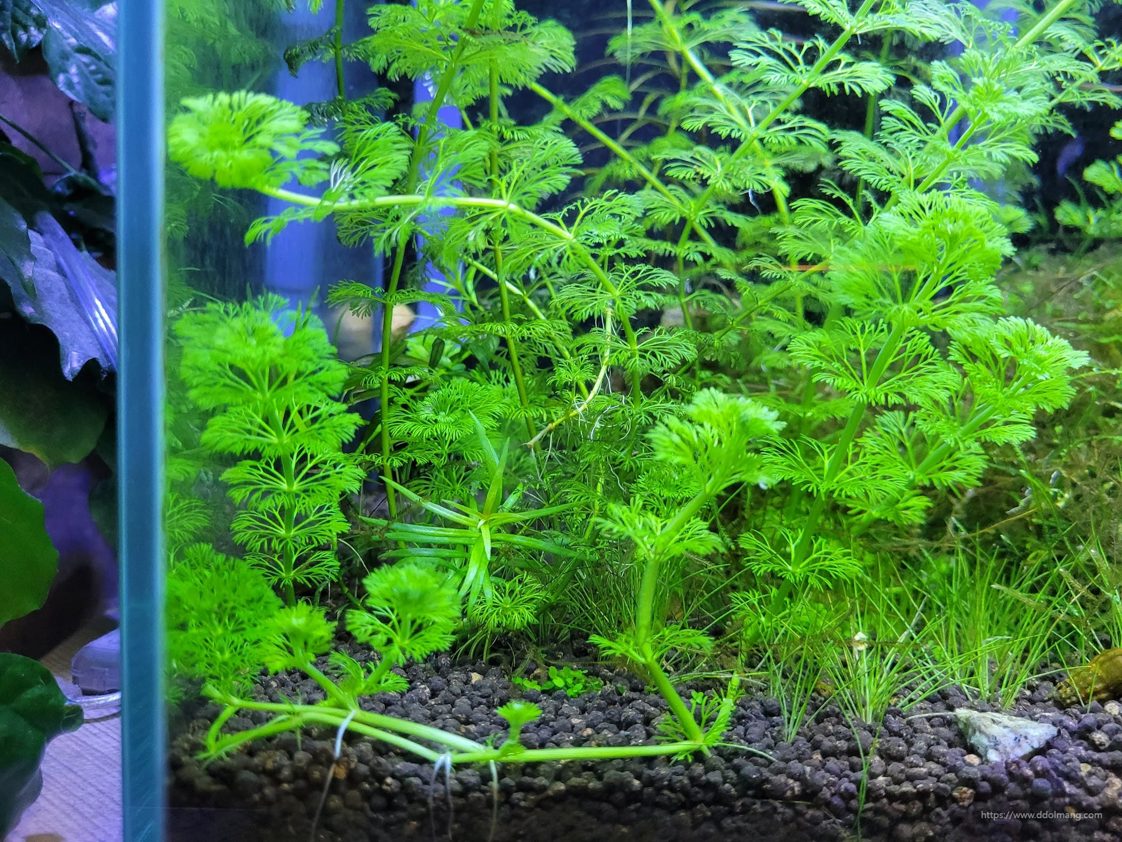 군락을 이룬 암브리아