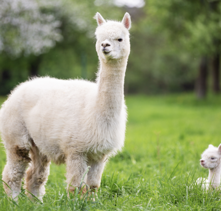 아침고요가족동물