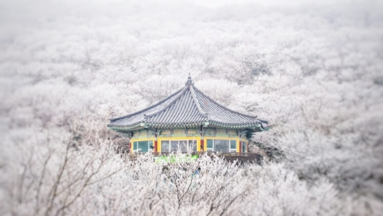 겨울 제주도 1100고지 설경