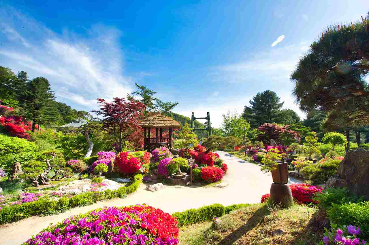 아침고요수목원 수국전시회, 6월 방문객이 몰리는 진짜 이유 3가지