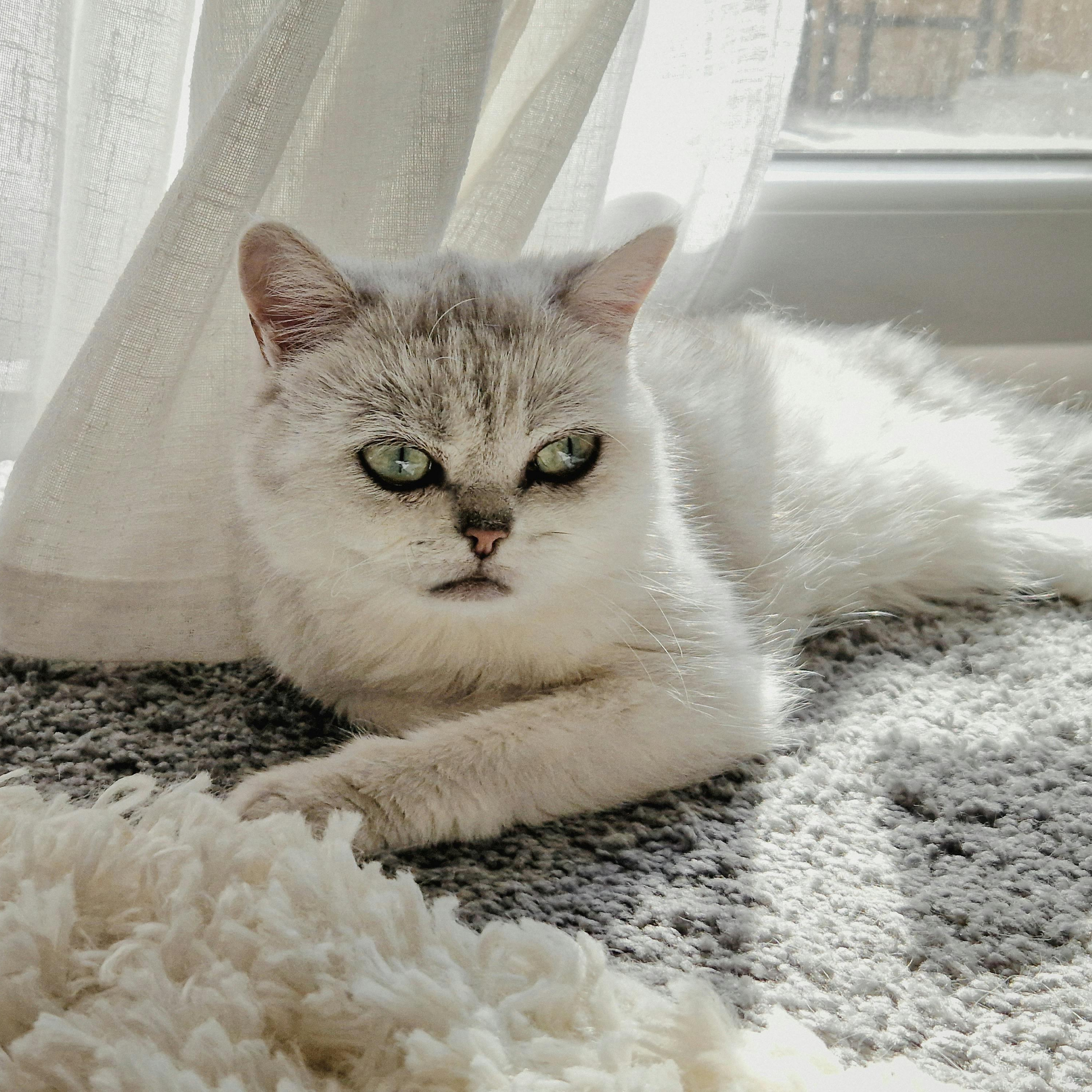 브리티쉬 숏헤어 품종