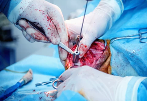 강아지 중성화 수술/출처:어도비스톡