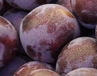 푸룬 건자두 효능 부작용