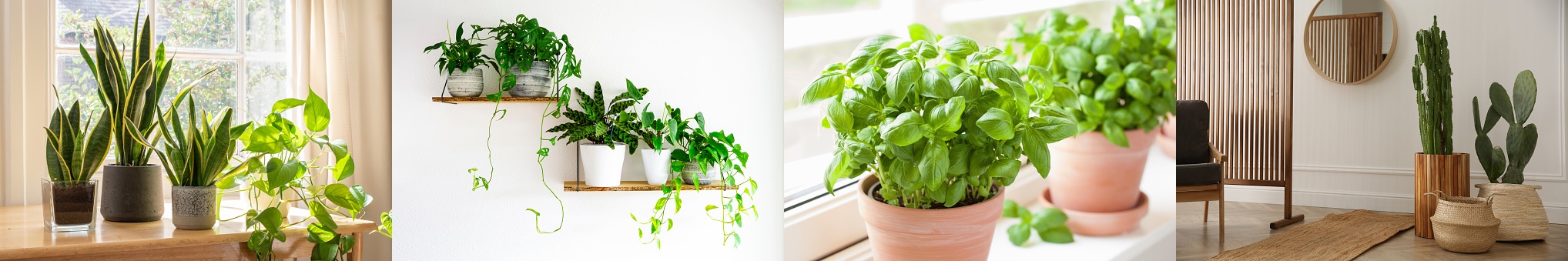 플랜테리어사진