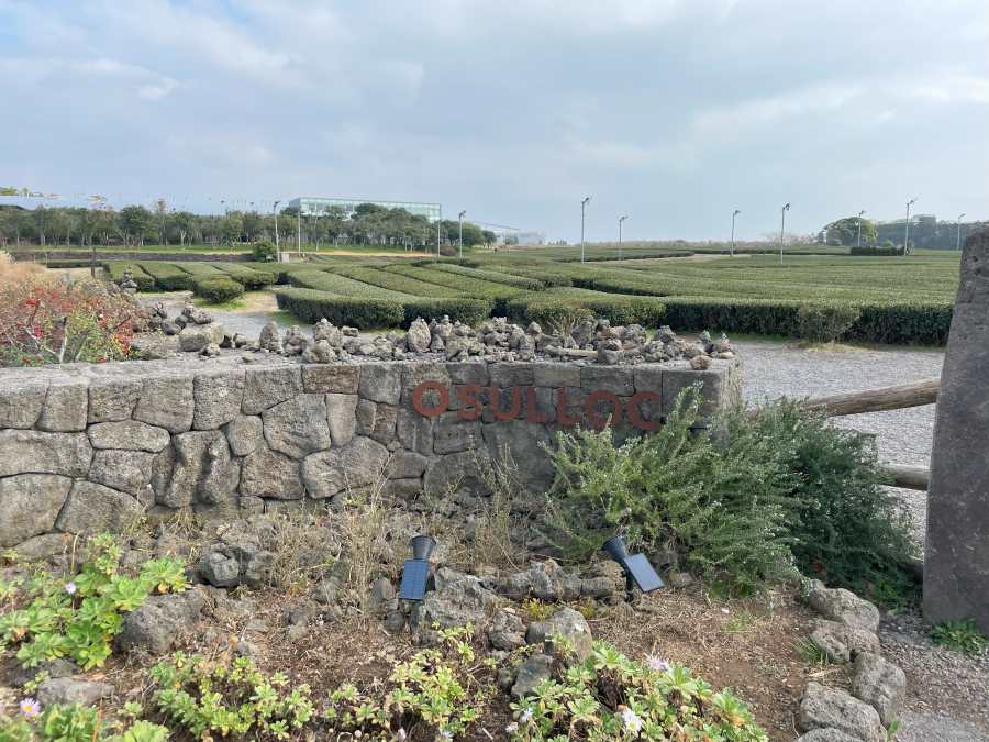 제주-오설록-이니스프리-후기