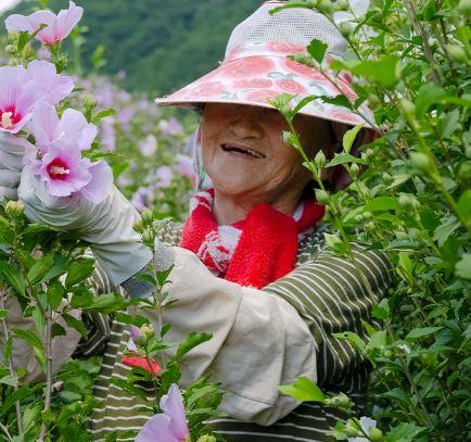 무궁화다이어트