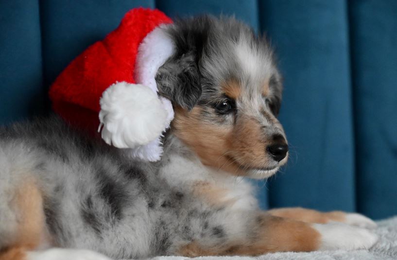 유기견 무료분양 지역별 보호센터안내(알고 분양하세요)