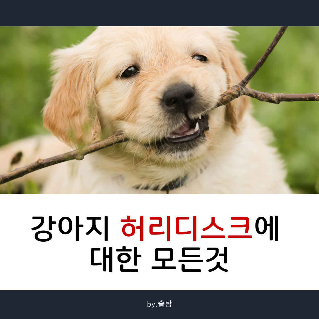 강아지-썸네일