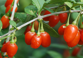 구기자열매이미지