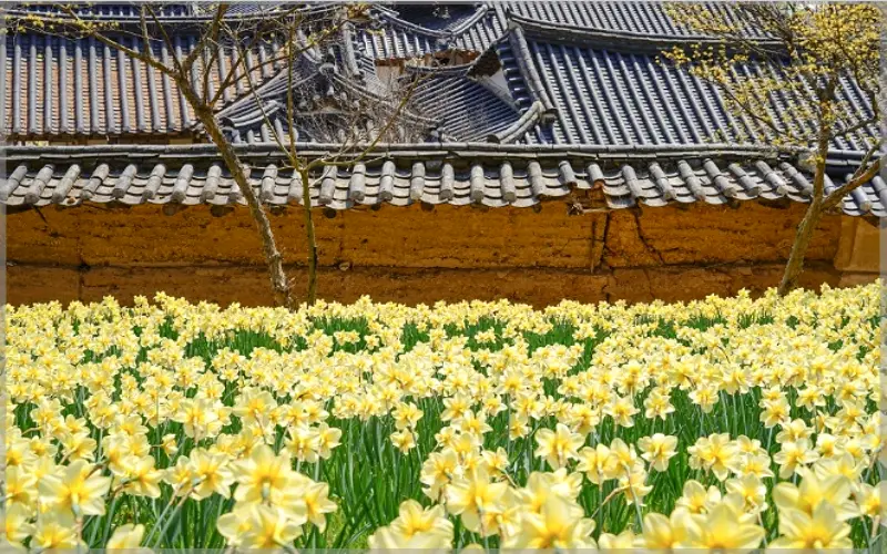 서산 유기방가옥 수선화 축제_1