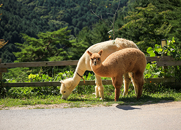 홍천 알파카월드