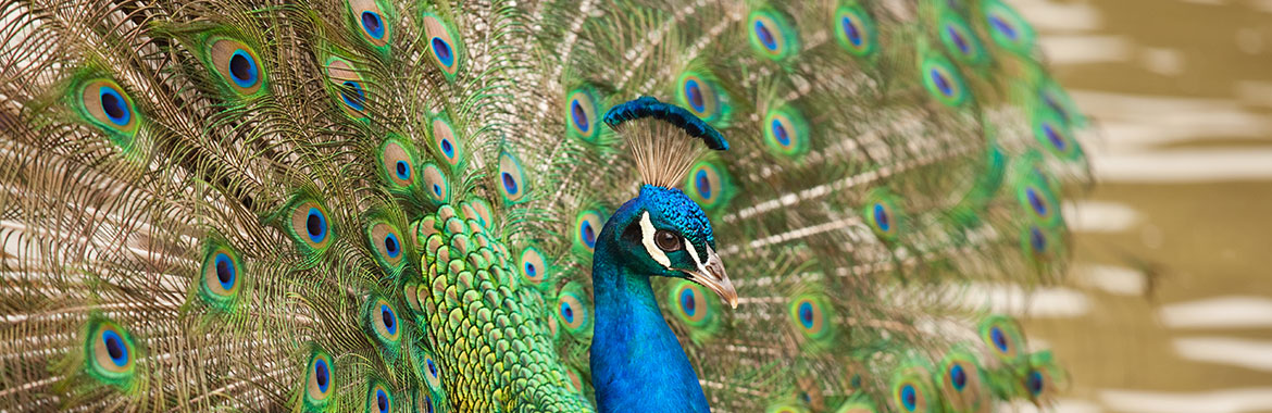 울산 장미축제 볼거리 동물